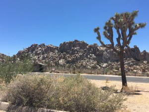 Joshua Tree National Park