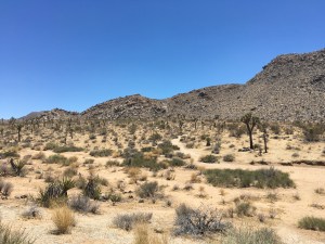 Joshua Tree National Park