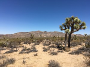 Joshua Tree National Park